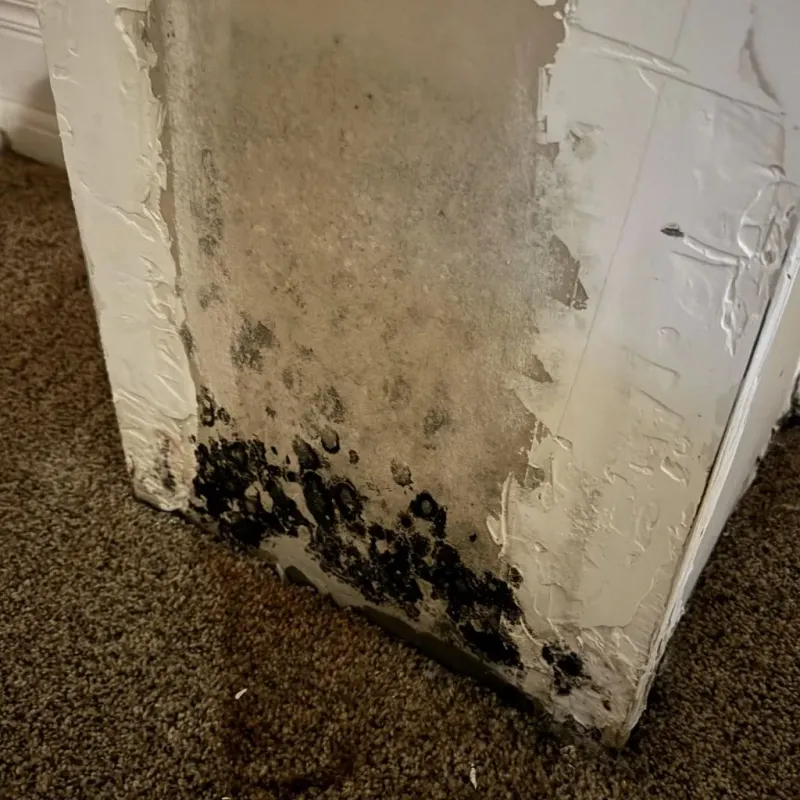 Professional Mold Removal in Randolph County, IN